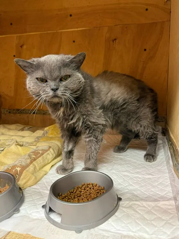 Кошка Елизавета, кошка, Приют «Искра», Москва. Фото 4 из 6.