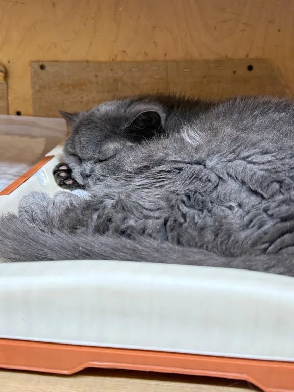 Кошка Елизавета, кошка, Приют «Искра», Москва. Фото 6 из 6.