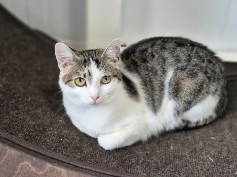 Совушка — кошка Около 1 года, Москва
