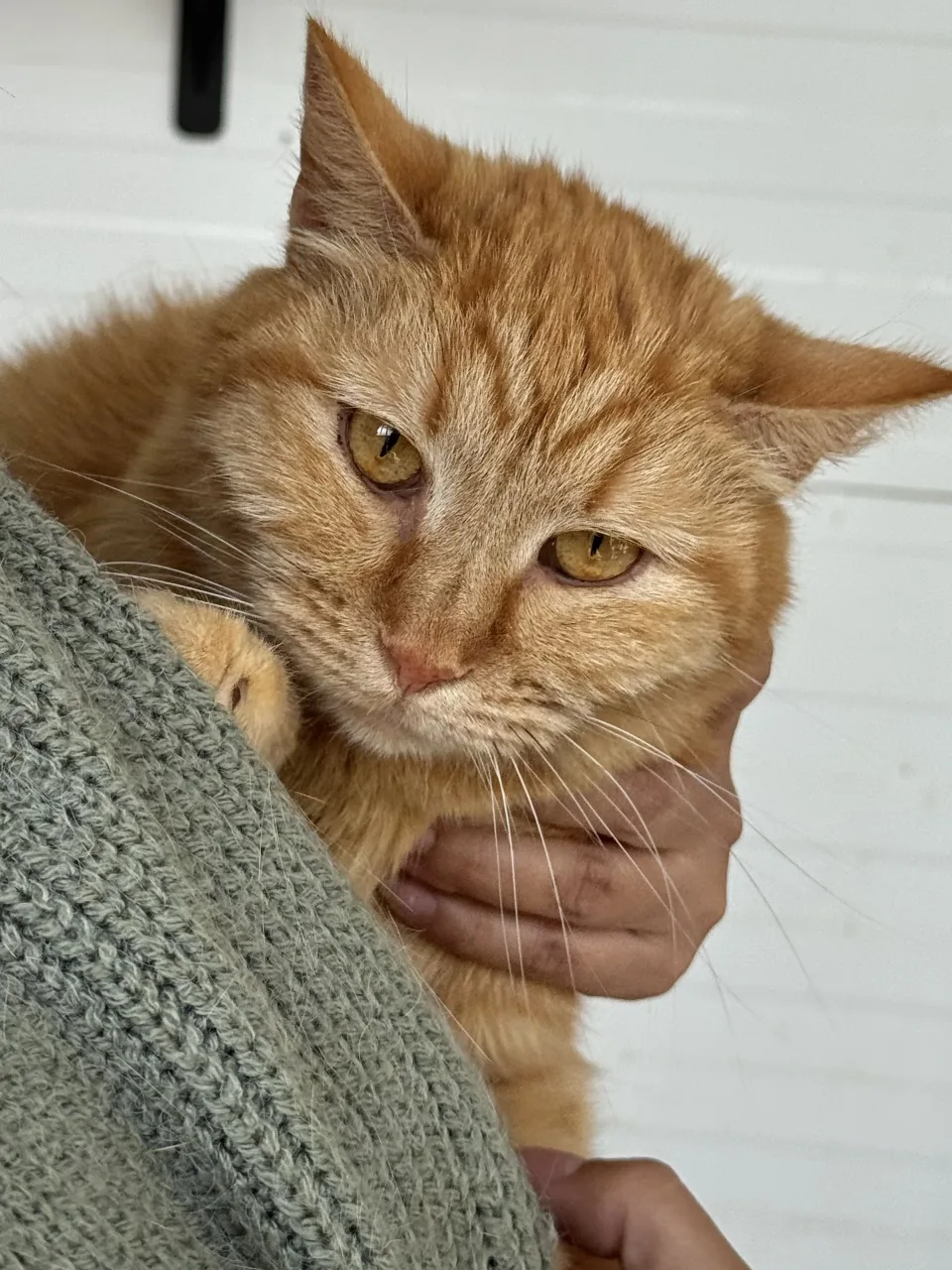 Кошка Тигрис, кошка, Приют Бирюлево, Москва. Фото 2 из 7.