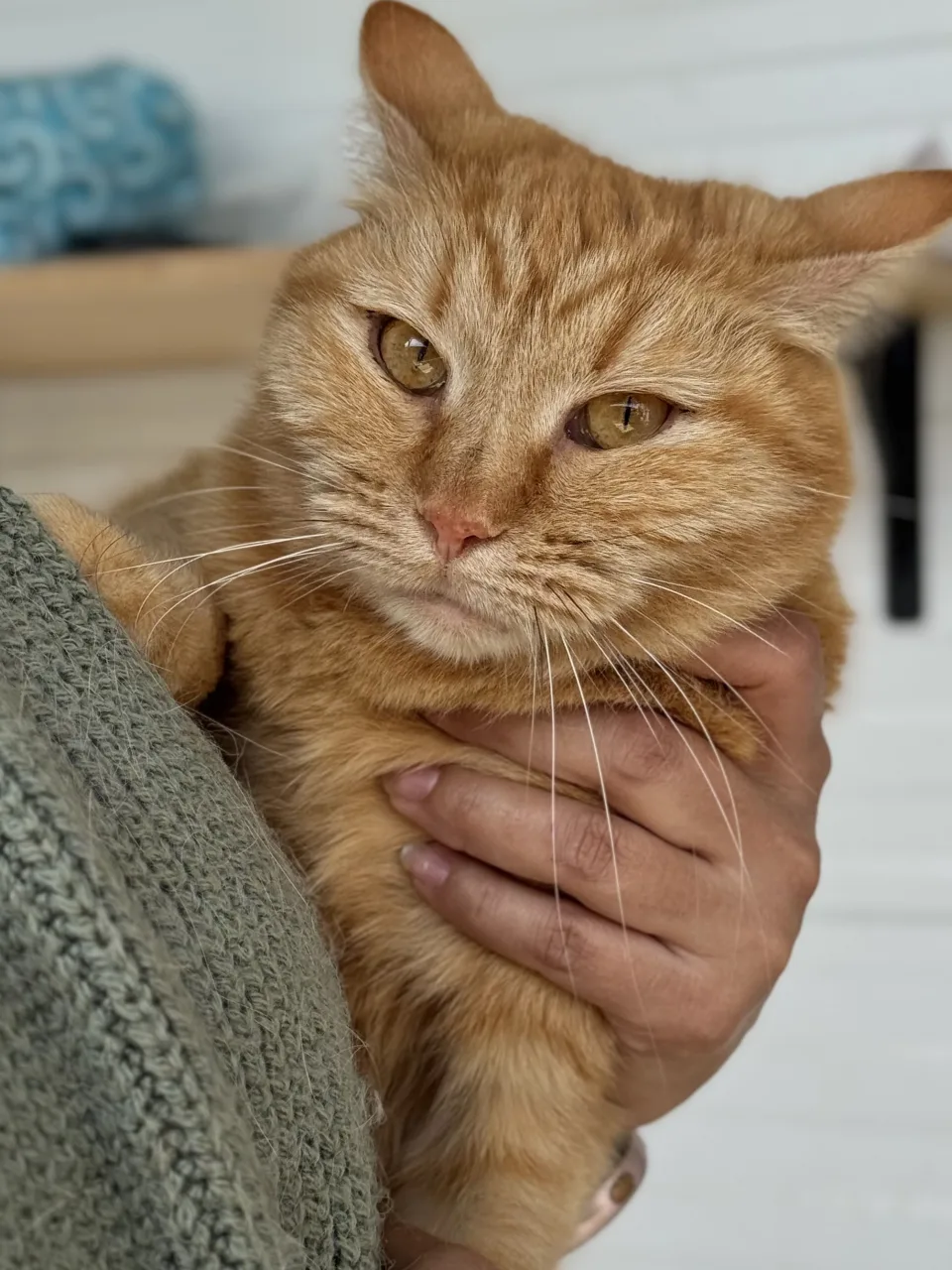Кошка Тигрис, кошка, Приют Бирюлево, Москва. Фото 3 из 7.