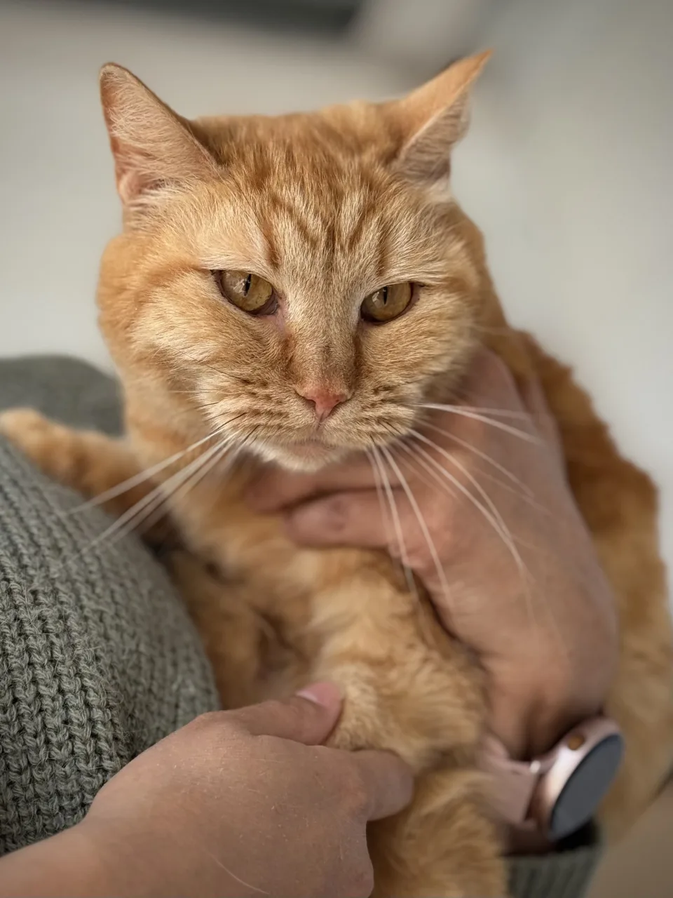 Кошка Тигрис, кошка, Приют Бирюлево, Москва. Фото 5 из 7.