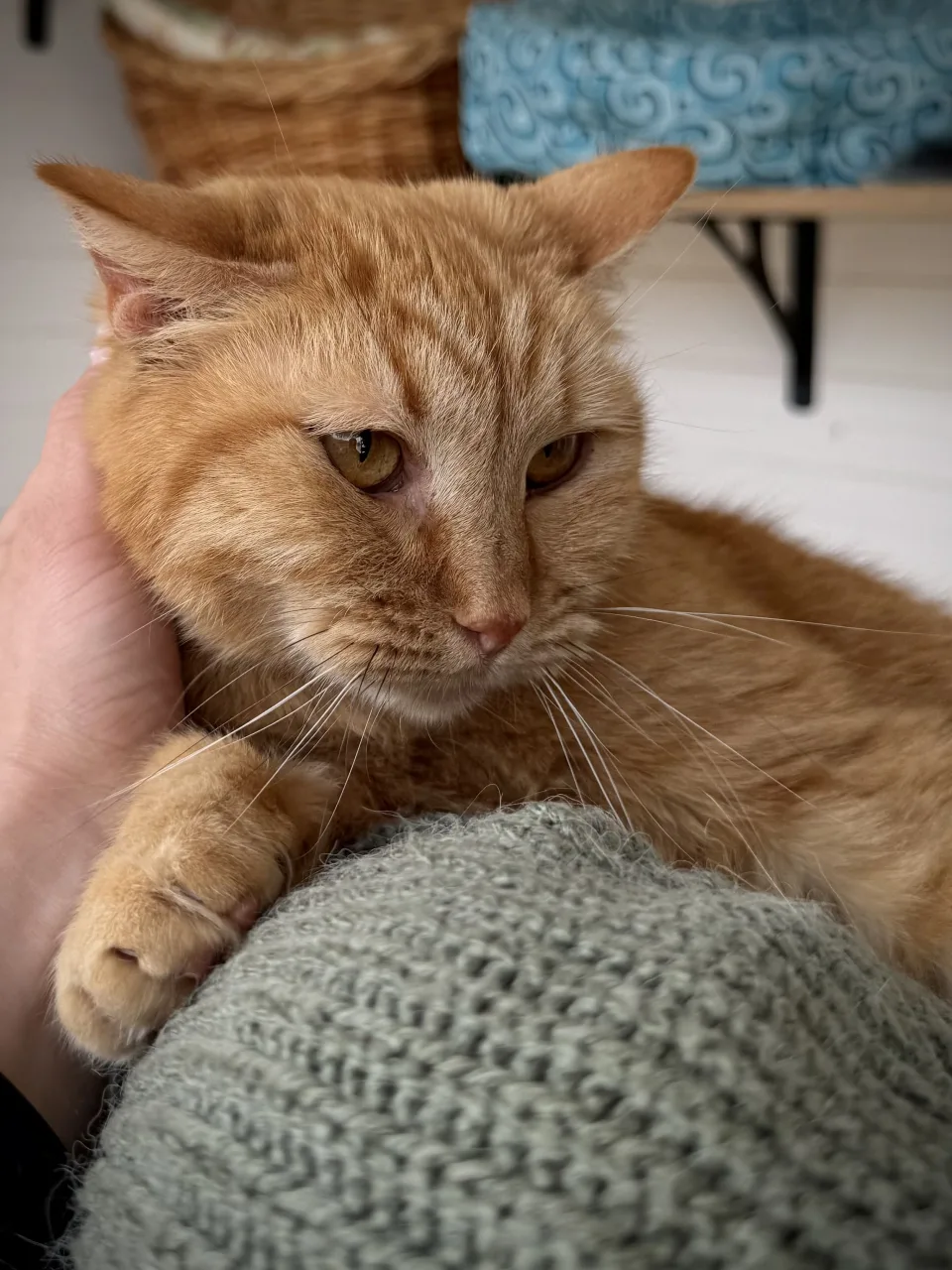 Кошка Тигрис, кошка, Приют Бирюлево, Москва. Фото 6 из 7.