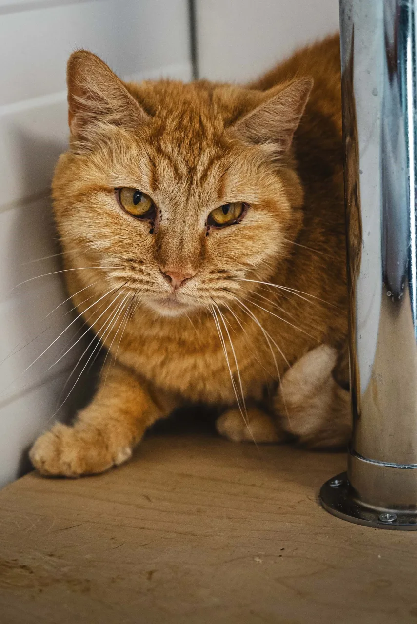 Кошка Тигрис, кошка, Приют Бирюлево, Москва. Фото 7 из 7.