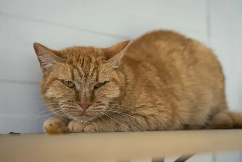 Тигрис — кошка Около 6 лет, Москва