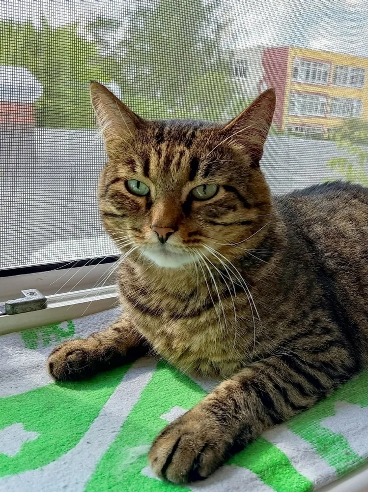 Кошка Атос, кот, Первоуральское городское общество защиты животных, Первоуральск. Фото 3 из 7.