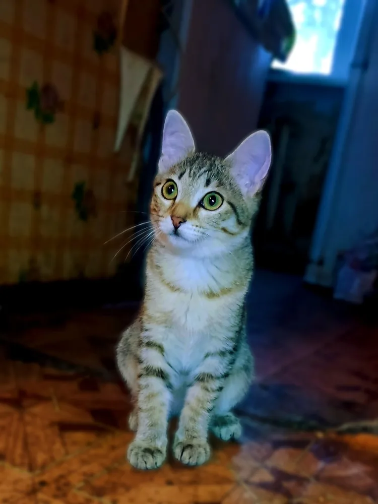 Кошка Соня, кошка, Первоуральское городское общество защиты животных, Первоуральск. Фото 2 из 2.