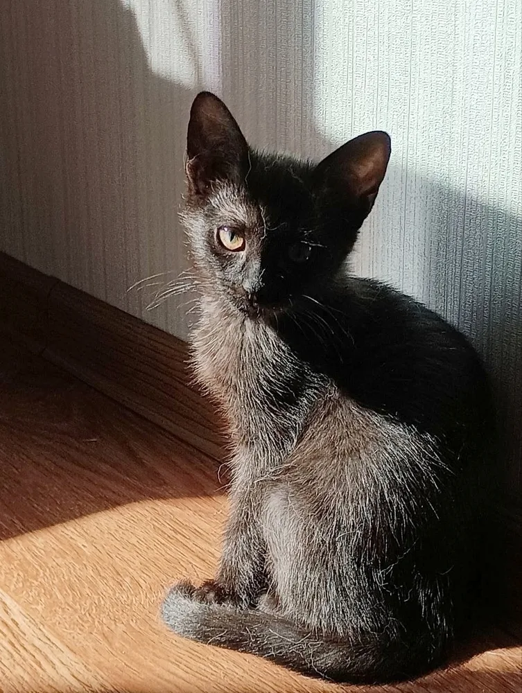 Кошка Жадди, кошка, Первоуральское городское общество защиты животных, Первоуральск. Фото 4 из 4.