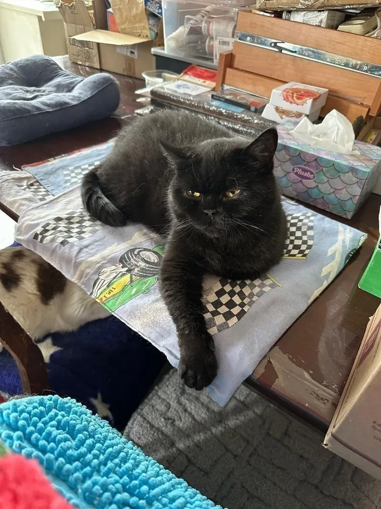 Кошка Буся, кошка, Первоуральское городское общество защиты животных, Первоуральск. Фото 2 из 4.