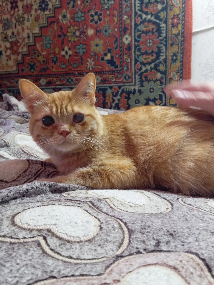 Кошка Ленусик, кошка, Первоуральское городское общество защиты животных, Первоуральск. Фото 1 из 1.
