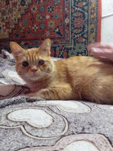 Ленусик — кошка, Первоуральск