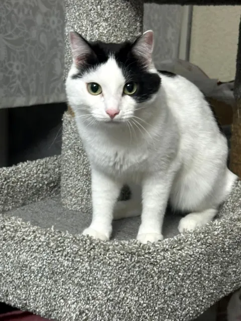 Чижик — кошка, Первоуральск