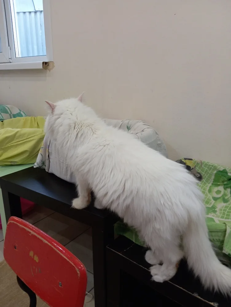 Кошка Стефан, кот, Первоуральское городское общество защиты животных, Первоуральск. Фото 7 из 8.