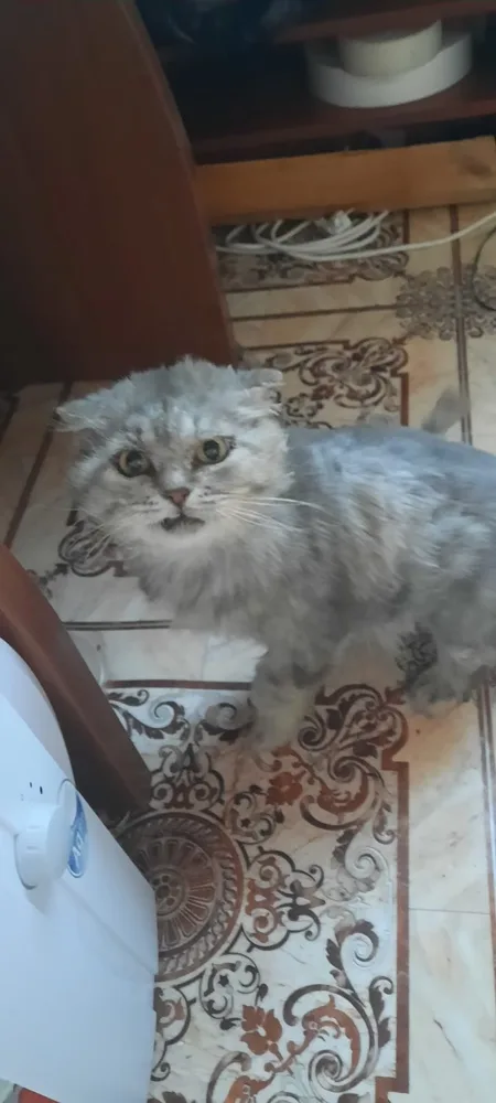 Кошка Пушок, кот, Первоуральское городское общество защиты животных, Первоуральск. Фото 2 из 2.