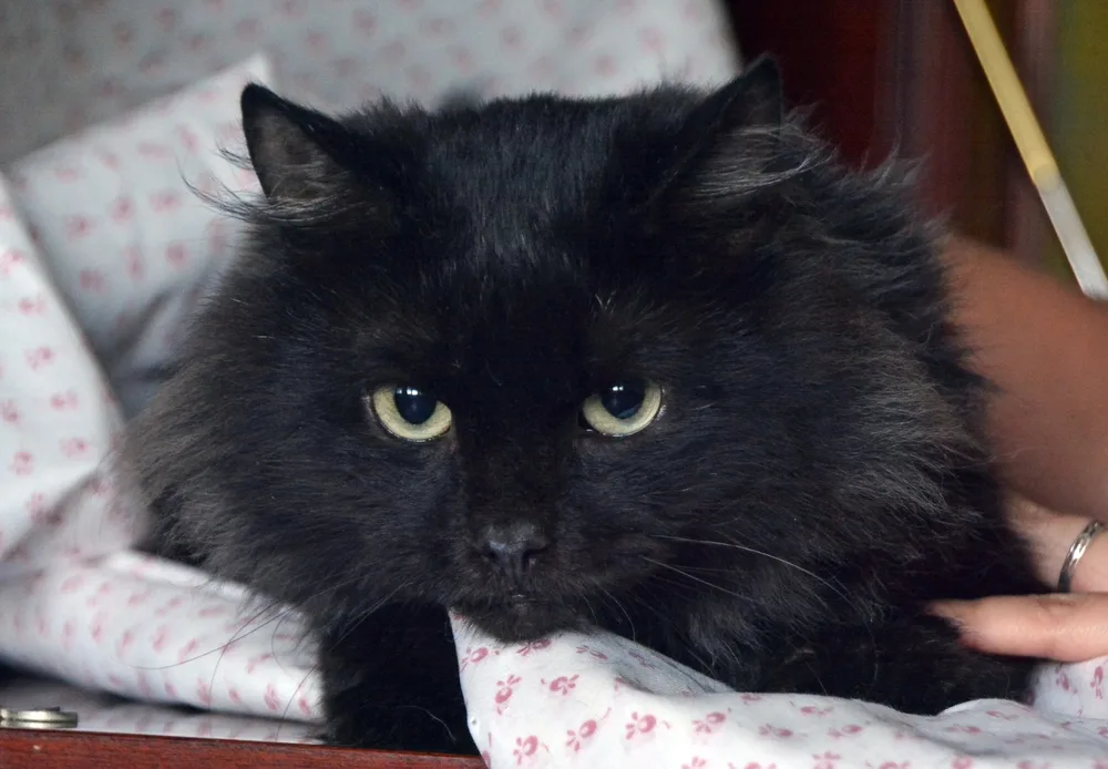 Кошка Черныш, кот, Первоуральское городское общество защиты животных, Первоуральск. Фото 2 из 2.