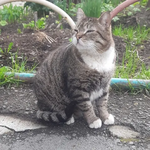 Бандит — кошка, Первоуральск