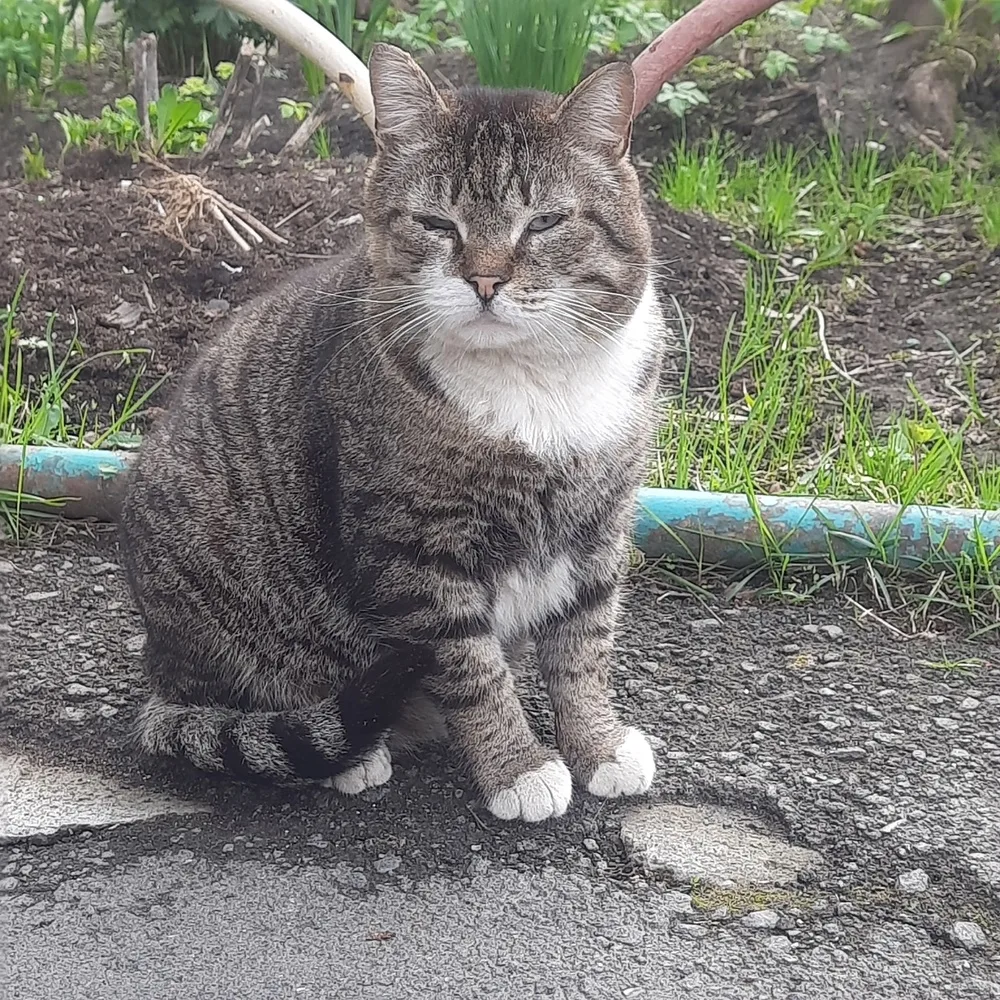 Кошка Бандит, кот, Первоуральское городское общество защиты животных, Первоуральск. Фото 2 из 2.