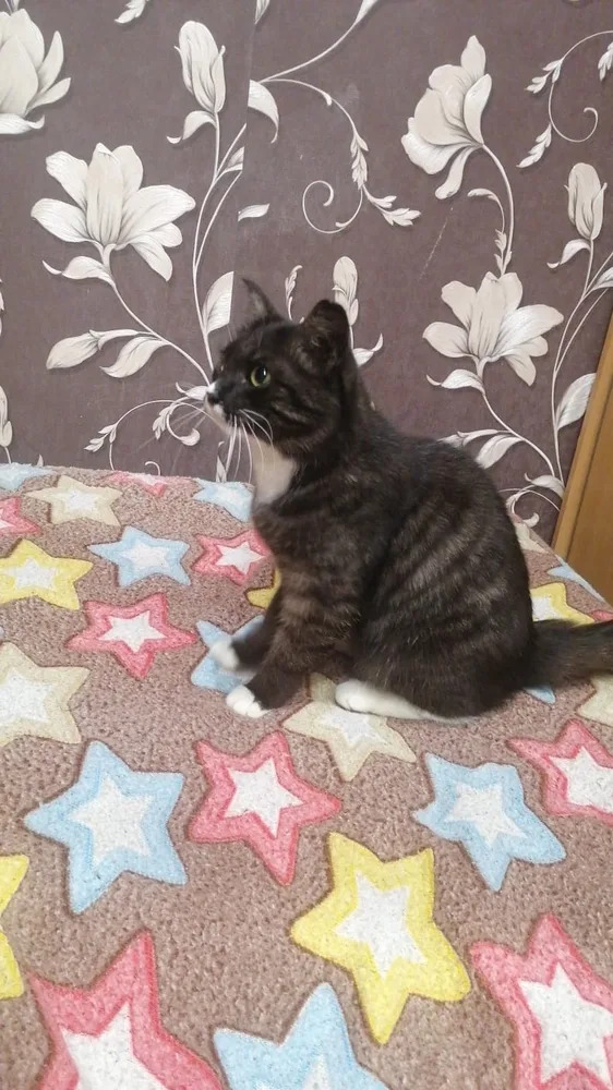 Кошка Луна, кошка, Первоуральское городское общество защиты животных, Первоуральск. Фото 3 из 3.