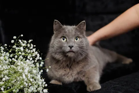 Красавчик — кошка, Первоуральск