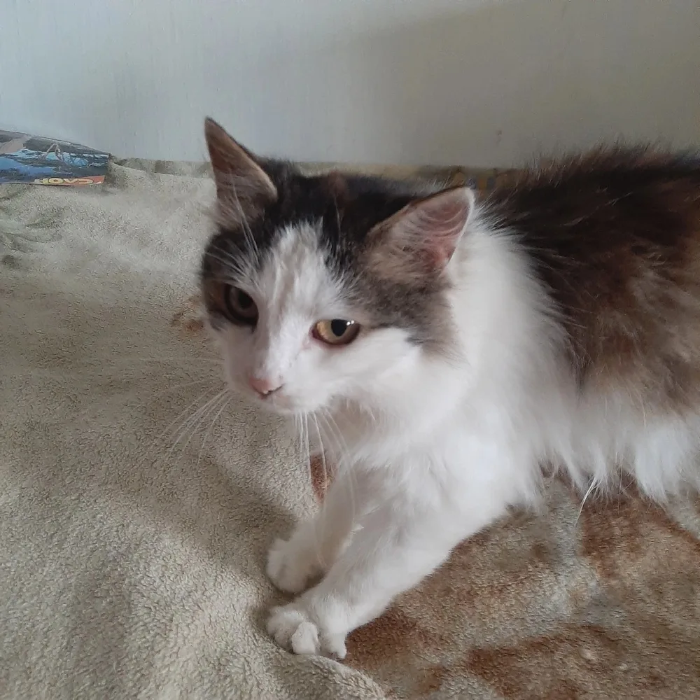 Кошка Мила, кошка, Первоуральское городское общество защиты животных, Первоуральск. Фото 1 из 2.