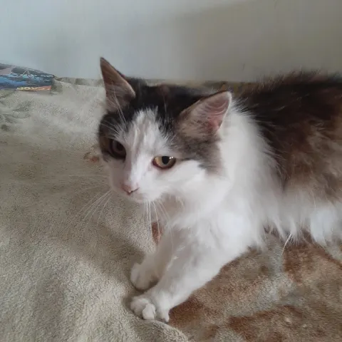 Мила — кошка, Первоуральск