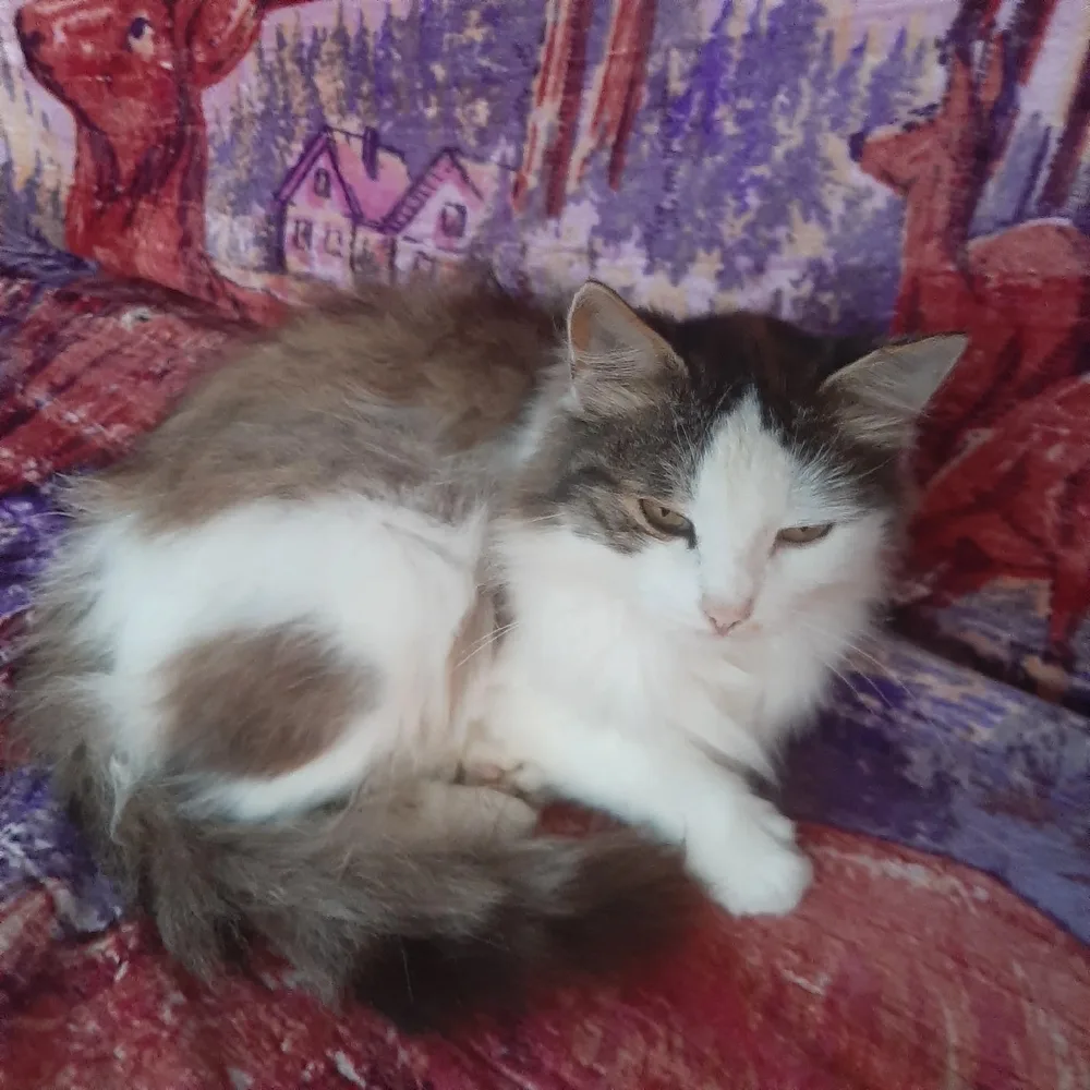 Кошка Мила, кошка, Первоуральское городское общество защиты животных, Первоуральск. Фото 2 из 2.