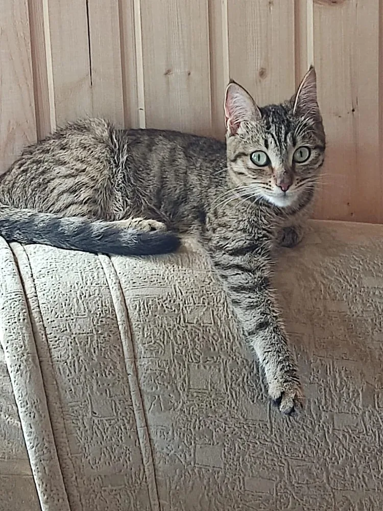 Кошка Ириска, кошка, Первоуральское городское общество защиты животных, Первоуральск. Фото 1 из 2.