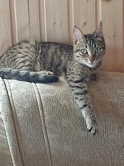 Ириска — кошка, Первоуральск