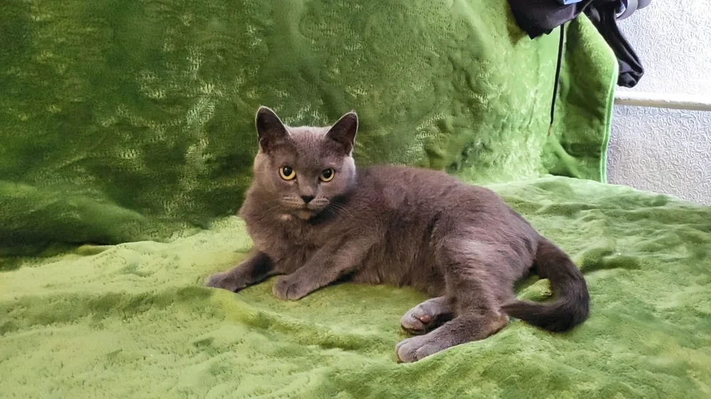 Кошка Киса, кошка, Первоуральское городское общество защиты животных, Первоуральск. Фото 2 из 3.