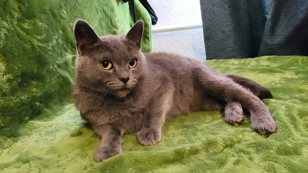 Кошка Киса, кошка, Первоуральское городское общество защиты животных, Первоуральск. Фото 3 из 3.