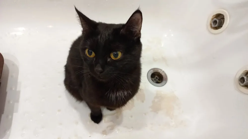 Кошка Машенька, кошка, Первоуральское городское общество защиты животных, Первоуральск. Фото 1 из 1.