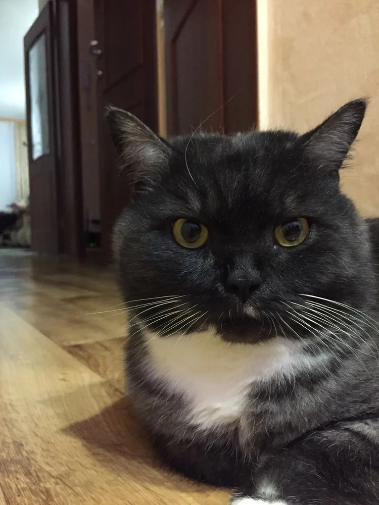 Кошка Тайсон, кот, Первоуральское городское общество защиты животных, Первоуральск. Фото 1 из 4.