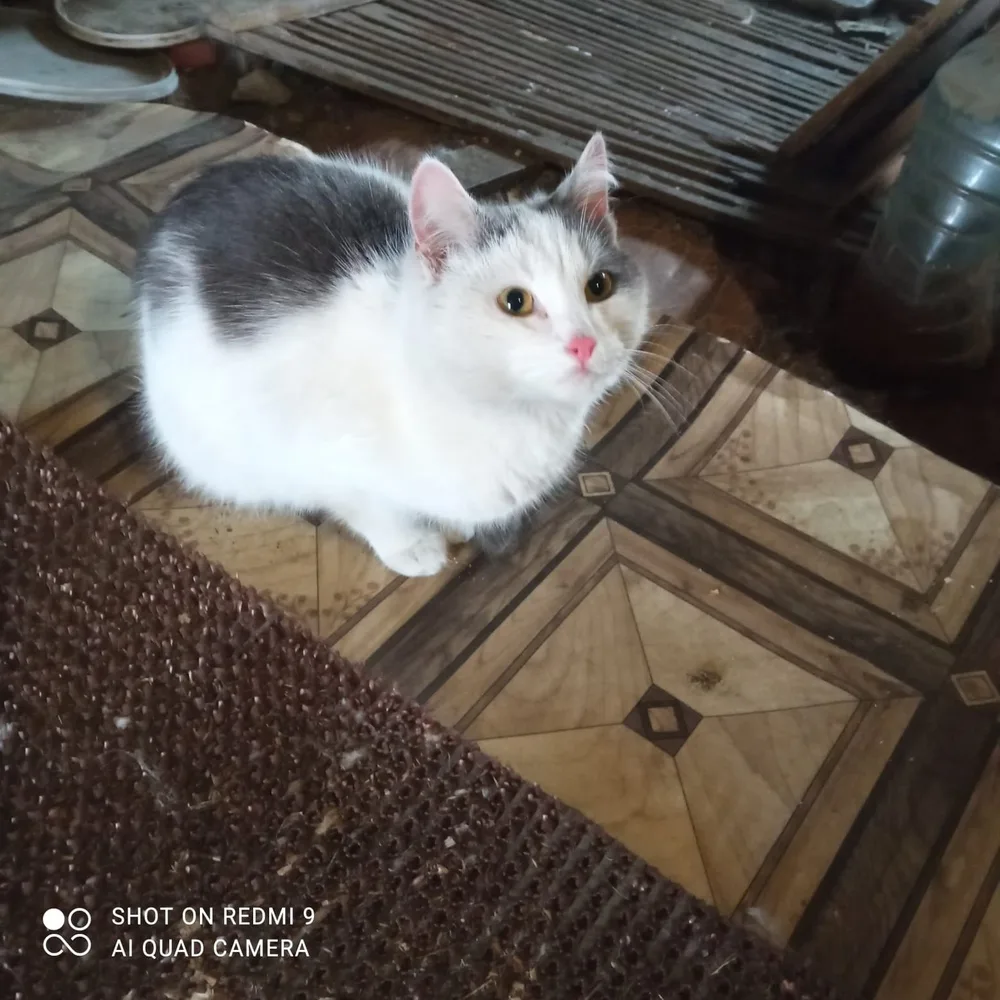 Кошка Кот С Магнитки, кот, Первоуральское городское общество защиты животных, Первоуральск. Фото 1 из 1.