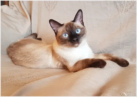 Таец — кошка, Первоуральск