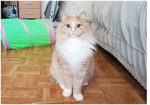 Персик - кот 5 лет, Первоуральск