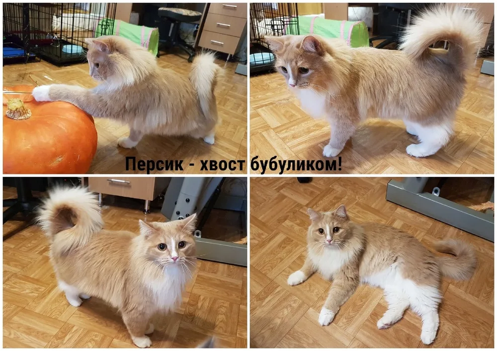 Кошка Персик, кот, Первоуральское городское общество защиты животных, Первоуральск. Фото 3 из 4.