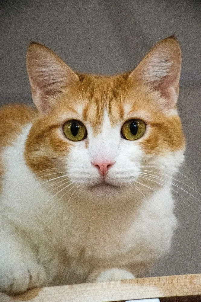 Кошка Ханни, кошка, Первоуральское городское общество защиты животных, Первоуральск. Фото 2 из 3.