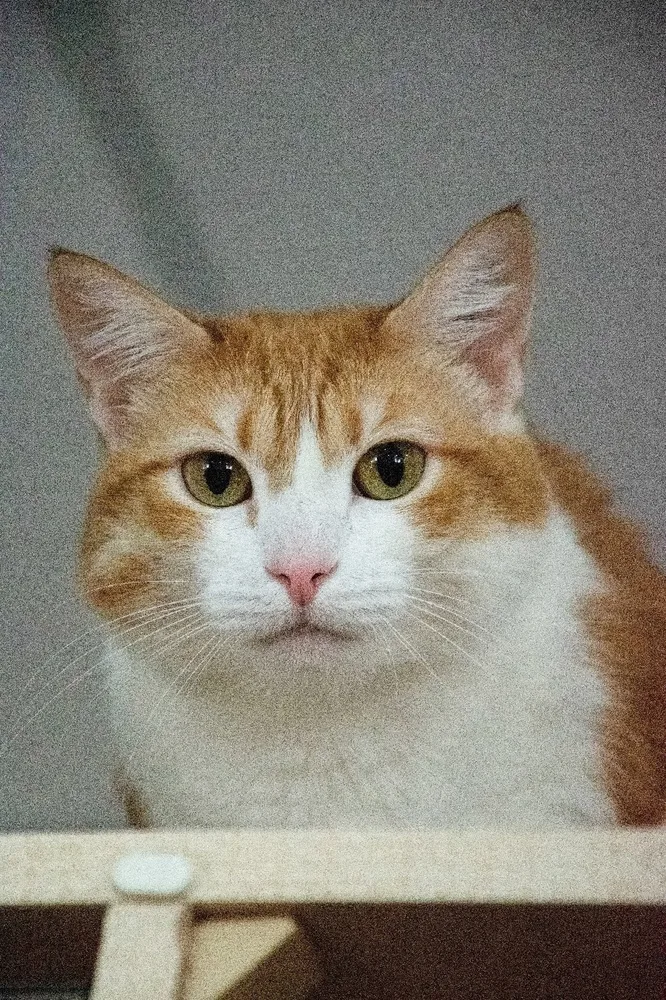 Кошка Ханни, кошка, Первоуральское городское общество защиты животных, Первоуральск. Фото 3 из 3.