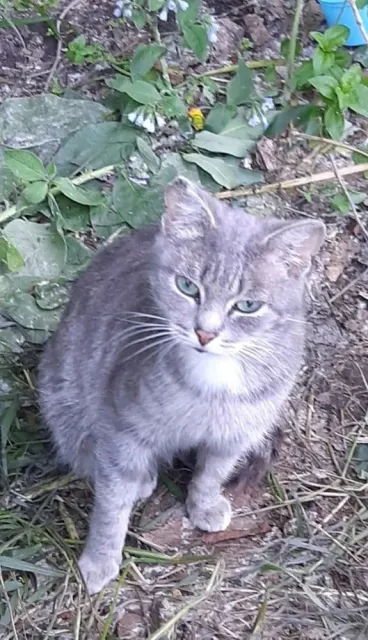 Сима — кошка, Первоуральск