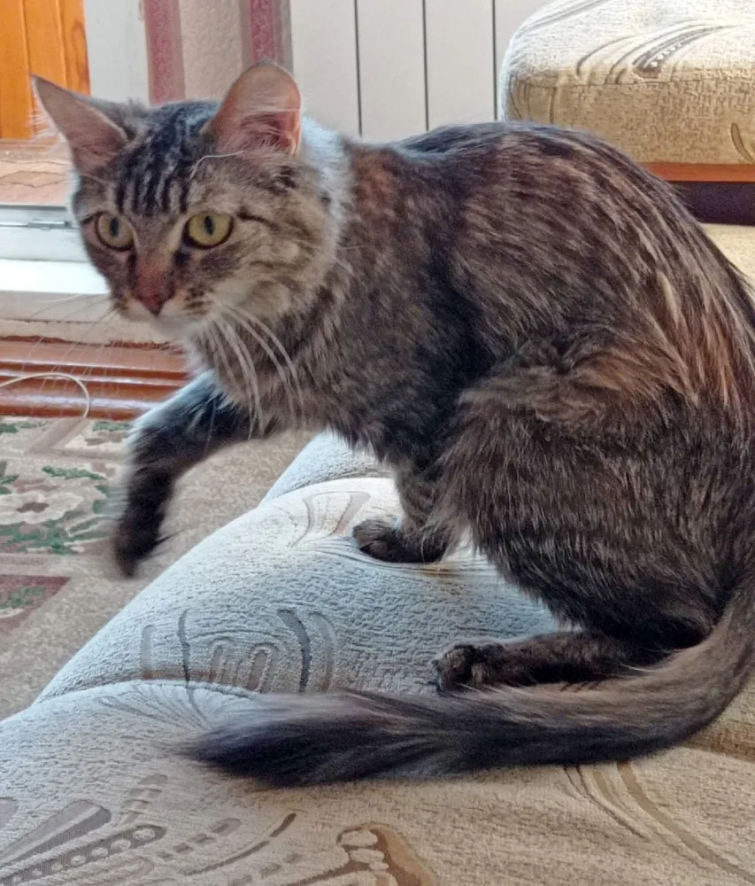 Кошка Тося, кошка, Первоуральское городское общество защиты животных, Первоуральск. Фото 3 из 4.