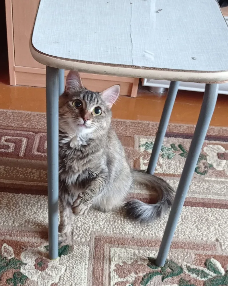 Кошка Тося, кошка, Первоуральское городское общество защиты животных, Первоуральск. Фото 4 из 4.