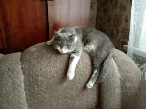 Кошки — кошка, Первоуральск