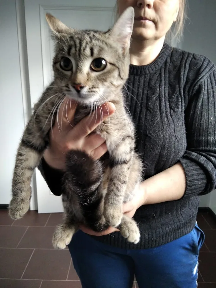 Кошка Кошки, кот, Первоуральское городское общество защиты животных, Первоуральск. Фото 2 из 5.