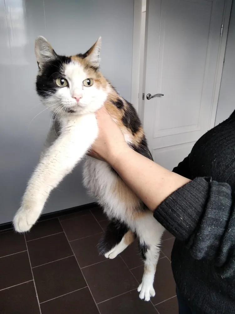 Кошка Кошки, кот, Первоуральское городское общество защиты животных, Первоуральск. Фото 3 из 5.