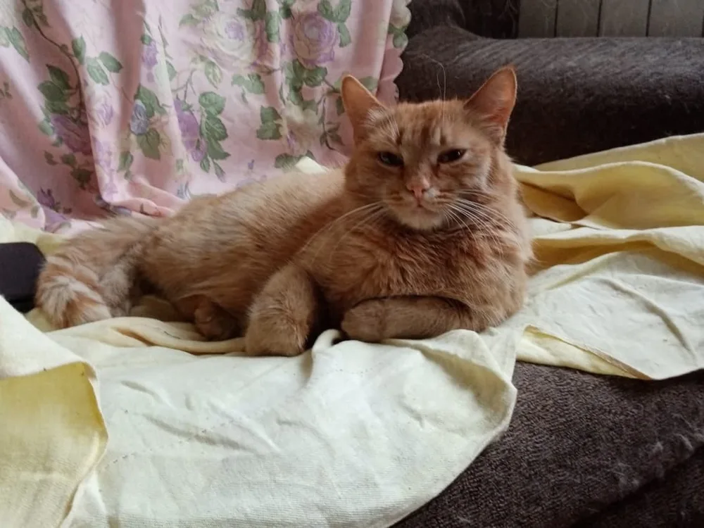 Кошка Кошки, кот, Первоуральское городское общество защиты животных, Первоуральск. Фото 4 из 5.