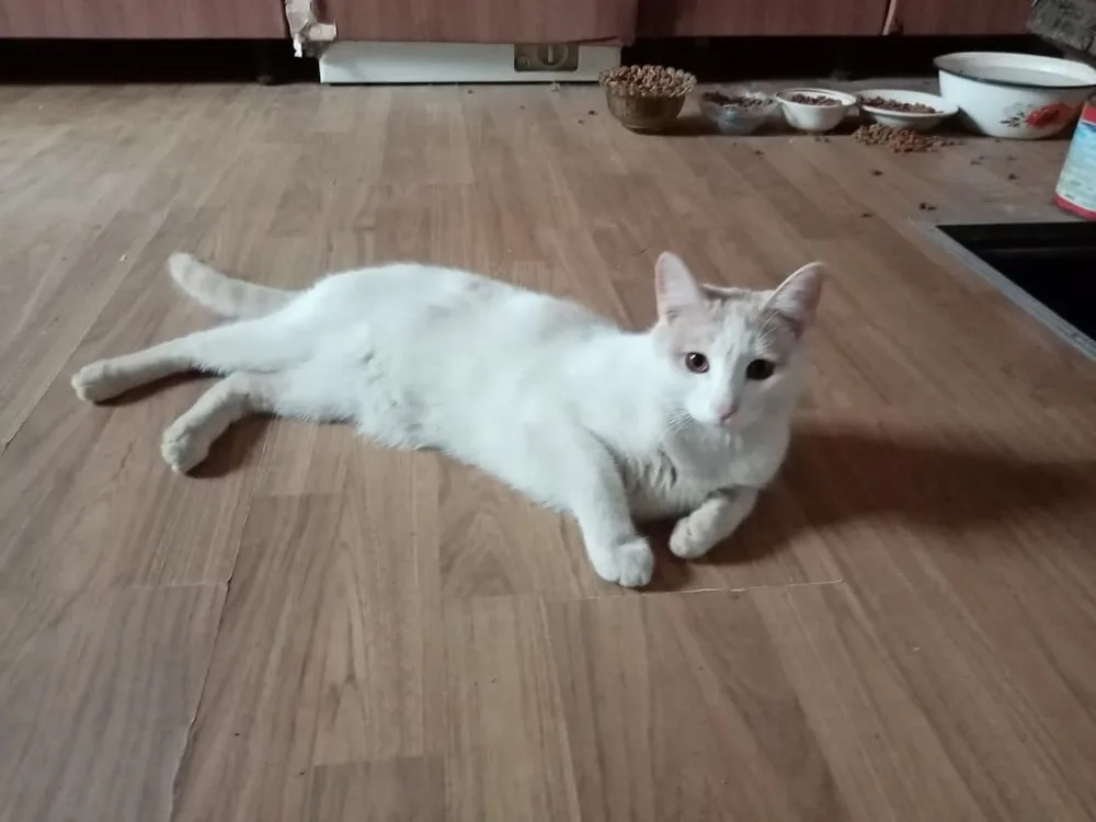Кошка Кошки, кот, Первоуральское городское общество защиты животных, Первоуральск. Фото 5 из 5.
