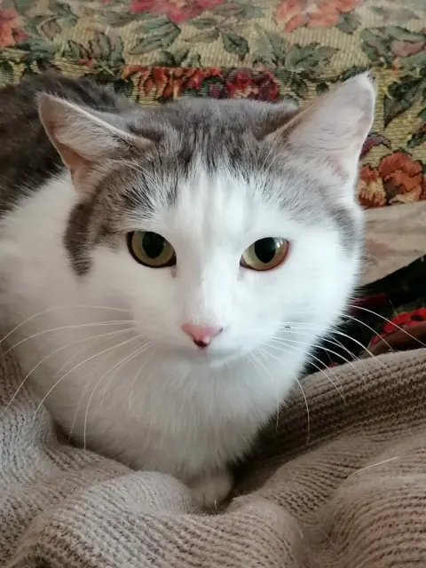 Кошки — кошка, Первоуральск