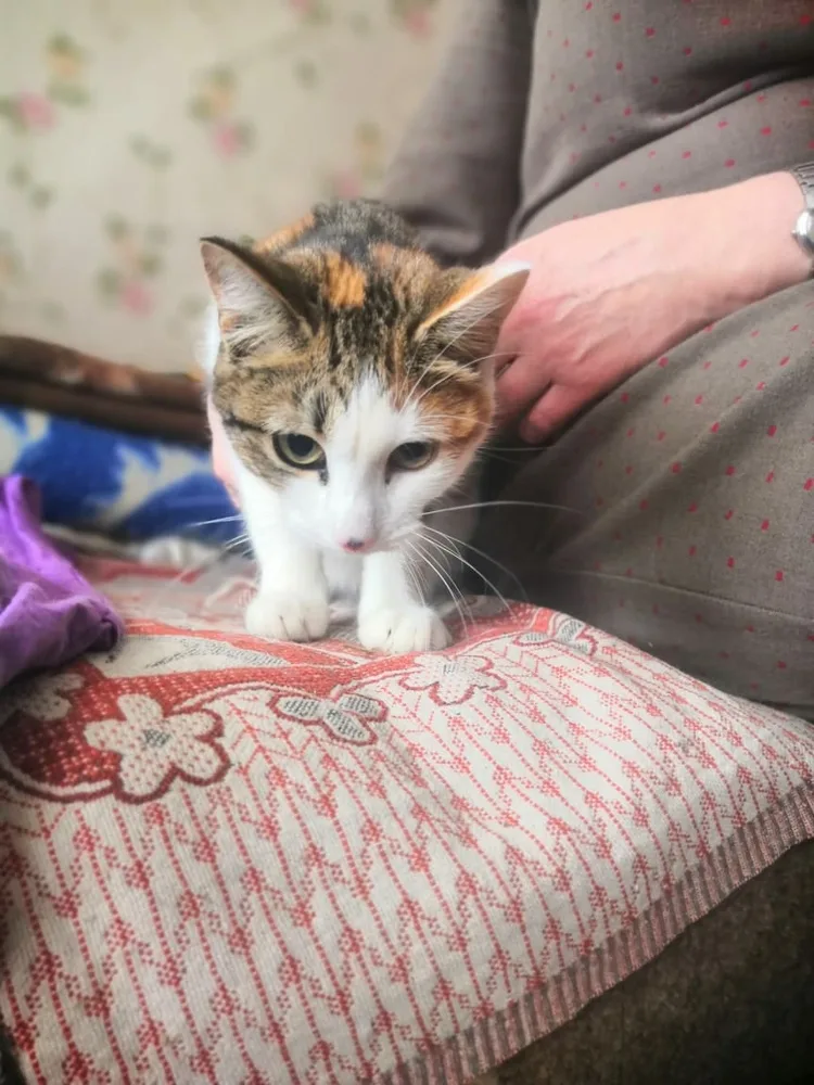 Кошка Кошки, кошка, Первоуральское городское общество защиты животных, Первоуральск. Фото 2 из 3.