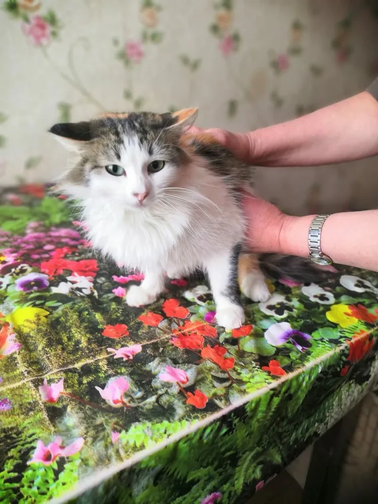 Кошка Кошки, кошка, Первоуральское городское общество защиты животных, Первоуральск. Фото 3 из 3.