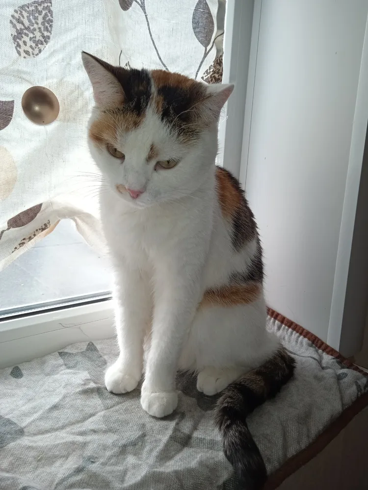 Кошка Лика, кошка, Первоуральское городское общество защиты животных, Первоуральск. Фото 2 из 4.